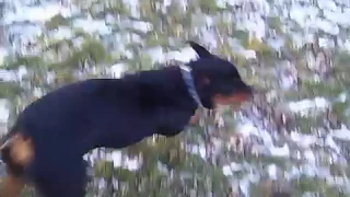 attack of the rottweiler.mov