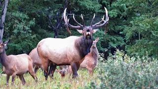 Bigger Bull Steals the Herd Early in the Elk Rut