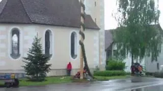 unser Maibaum fällt