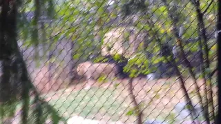 Lion roars at zoo part 2