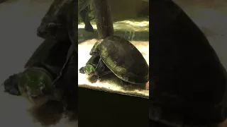 Frisky Turtles