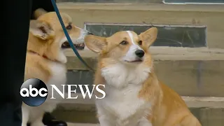 Queen Elizabeth II’s corgis and horse bid farewell | ABC News