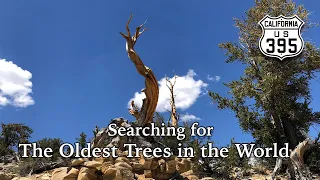Searching for the Oldest Trees in the World - Ancient Bristlecone Pine Forest