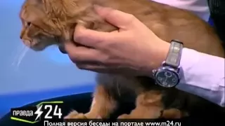 Почтенный кот Сургановой