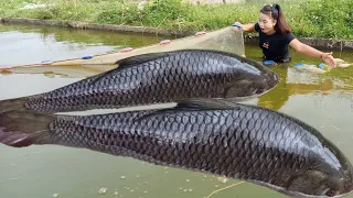 Use dredging nets to harvest large fish from the pond and sell them for extra income