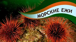 Морские ежи: колючие шары океанов | Познавательное видео | Удивительный мир беспозвоночных