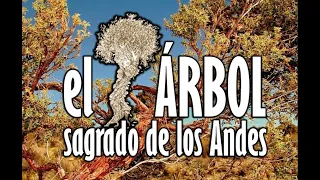 Queñoa: El árbol sagrado de Los Andes - Laime