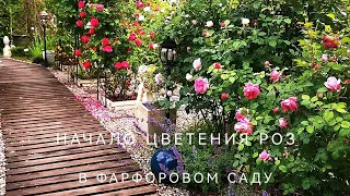 Расцвели первые розы в фарфоровом саду. И какие! Сезон - 2023 открыт