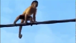 Monkey Gets Electrocuted On Power Line And survives