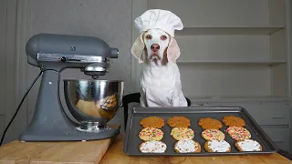 Dog Bakes Favorite Cookies Recipes! Chef Dog Maymo Makes Sugar, Peanut Butter & Oatmeal Cookies