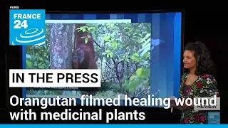 Researchers stunned after orangutan filmed healing own wound with medicinal plants • FRANCE 24