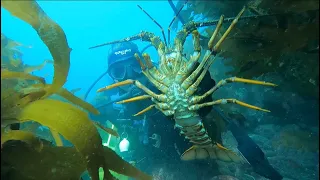 Scuba Diving Coromandel NZ!