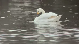 Tundra swan (Cygnus columbianus). Sjölunda, Uppland 8 November 2023. iPhone digiscoping.