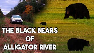 The Black Bears of Alligator River - (New Version) - Short Nature Documentary
