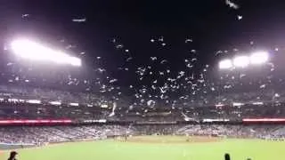 SF Giants Seagull Departure