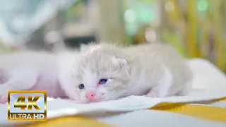 Too Cute Kittens 4K 😻 Can’t Stop Watching ~ Relaxing Piano Music & Cat Purr ~Stress & Anxiety Relief
