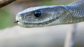 Crocodile Attacks Black Mamba 01 - Crocodile Attacks Snake