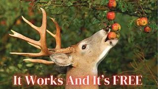 ￼The No Cost Way To COMPLETELY Transform Your Deer Hunting Land/ Habitat