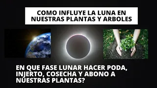 Como influye la luna en nuestras plantas | En que fases lunares podar, cosechar, injertar y abonar