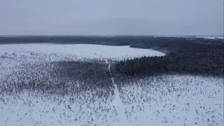 Ермак 800 по лесу.