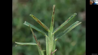 Lethal Viral Necrosis in Saint Augustinegrass