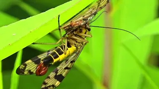 Common scorpion fly feeding / Very beautiful insect feeding / Fly with scorpion sting.
