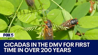 Cicada broods coming to Maryland, Virginia for first time in over 200 years