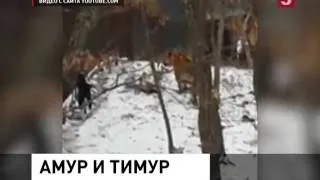 Амурский тигр подружился с козлом