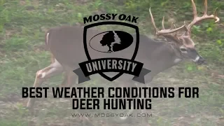 Best Weather Conditions for Deer Hunting