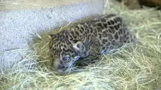 San Diego Zoo jaguar cub to make public debut