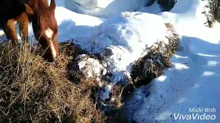 Личное подсобное хозяйство.