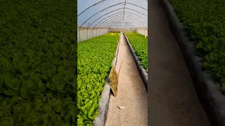 Hydroponic farm business - Grow 10,000 units a month & sell for 10,000$