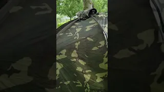 Sonik axs camo bivvy first trip set up