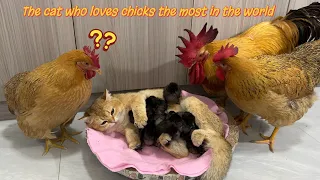 I am shocked! Experienced kitten teaches rooster and hen to take care of chicks! cute and funny😊