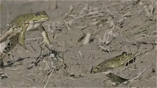 Lustige Frösche / Funny frogs