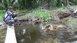 Ngutip Ikan Parit Rame2 Auto Panen 🤣