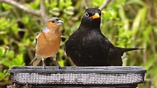 Garden Birds - Blackbird, Chaffinch, Goldfinch, Bullfinch