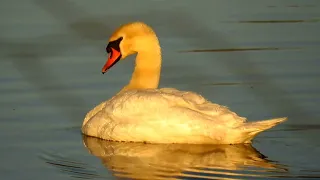 Frühling an der Schlei 🥰🦅