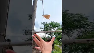 Flying squirrel 🧐😱