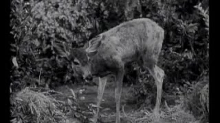 Lassie - Episode 20 - "The Fawn" (Originally broadcast 01/23/55)