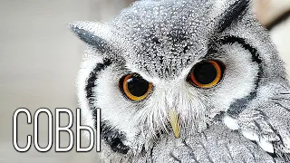Owls: Flying "cats" with great eyesight | Interesting facts about owls and birds
