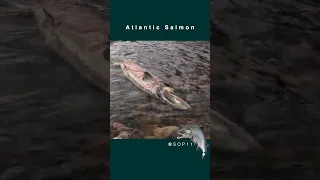 Atlantic Salmon - Amazing Lifecycle | Fun Animal Facts