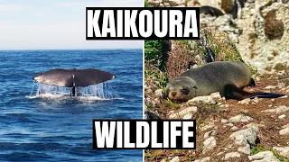 kaikoura whale watching // Kaikoura New Zealand