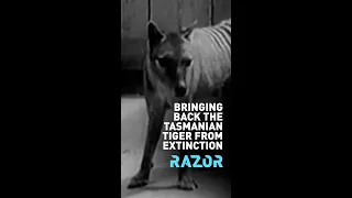 Bringing back the Tasmanian tiger from extinction #RAZOR