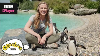Maddie: The Zoo and You | Watch more on BBC iPlayer | CBeebies