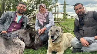 BİKE ÇILDIRDI ! EFSANE KANGAL KILIÇ VE POYRAZ TİMİ SİVAS'TAN GELDİ !