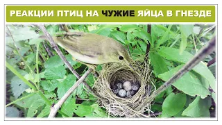 Опыты с подкладкой чужих яиц в гнезда птиц