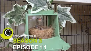 The Canary Room - Season 3 Episode 11 - Breeding Redpolls and Goldfinches