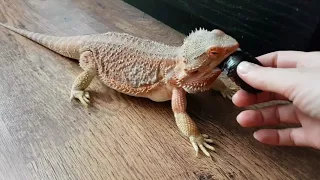 An attempt by the lizard to eat a huge cockroach under the supervision of a cat.