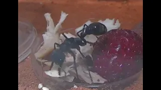 Bull Ant Myrmecia pyriformis Queen preparing some organic chicken to feed to her larvae